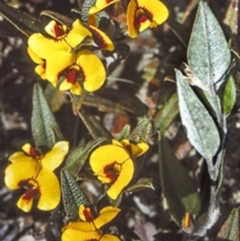 Mirbelia platylobioides (Large-flowered Mirbelia) at Oallen, NSW - 25 Sep 1997 by BettyDonWood