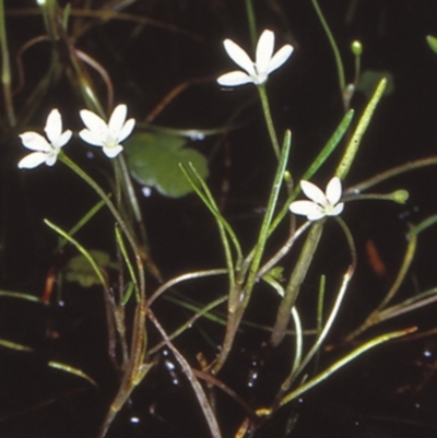 Montia australasica (White Purslane) at Glen Allen, NSW - 6 Dec 1998 by BettyDonWood