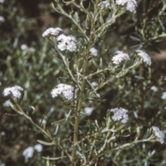 Ozothamnus thyrsoideus (Sticky Everlasting) at Wadbilliga, NSW - 13 Dec 1996 by BettyDonWood