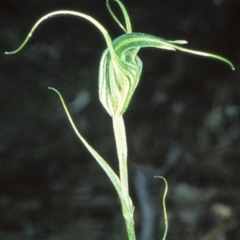 Diplodium laxum (Antelope greenhood) at Bungonia, NSW - 1 May 1999 by BettyDonWood