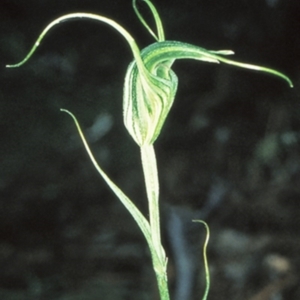 Diplodium laxum at Bungonia, NSW - 1 May 1999