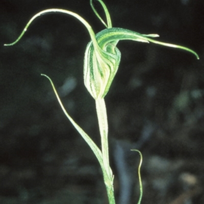 Diplodium laxum (Antelope greenhood) at Bungonia, NSW - 1 May 1999 by BettyDonWood