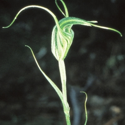 Diplodium laxum (Antelope greenhood) at Bungonia National Park - 30 Apr 1999 by BettyDonWood