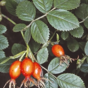 Rosa rubiginosa at Nerriga, NSW - 22 Feb 1996