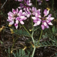 Securigera varia (Crown Vetch) at Bemboka, NSW - 12 Jan 1998 by BettyDonWood