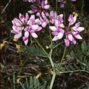 Securigera varia at Bemboka, NSW - 12 Jan 1998