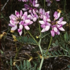 Securigera varia (Crown Vetch) at Bemboka, NSW - 11 Jan 1998 by BettyDonWood