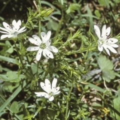 Stellaria pungens (Prickly Starwort) at Wadbilliga, NSW - 14 Dec 1996 by BettyDonWood