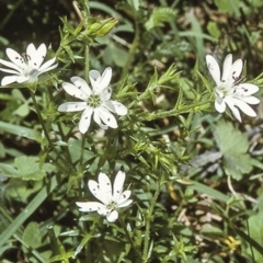 Stellaria pungens (Prickly Starwort) at Wadbilliga, NSW - 13 Dec 1996 by BettyDonWood