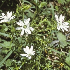 Stellaria pungens at Wadbilliga, NSW - 14 Dec 1996 12:00 AM