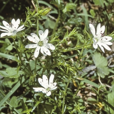 Stellaria pungens (Prickly Starwort) at Wadbilliga, NSW - 14 Dec 1996 by BettyDonWood
