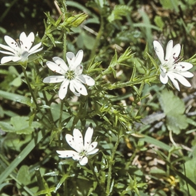 Stellaria pungens (Prickly Starwort) at Wadbilliga, NSW - 13 Dec 1996 by BettyDonWood