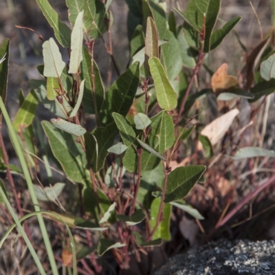 Hardenbergia violacea (False Sarsaparilla) at Dunlop, ACT - 14 Apr 2015 by RussellB