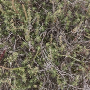 Hibbertia calycina at Dunlop, ACT - 14 Apr 2015 12:00 AM