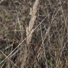 Holcus lanatus (Yorkshire Fog) at Dunlop, ACT - 13 Apr 2015 by RussellB