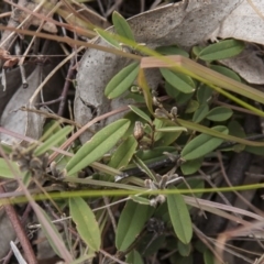 Hovea heterophylla (Common Hovea) at Dunlop, ACT - 14 Apr 2015 by RussellB