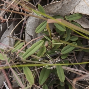 Hovea heterophylla at Dunlop, ACT - 14 Apr 2015 11:44 AM