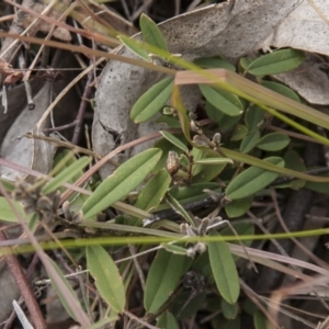 Hovea heterophylla at Dunlop, ACT - 14 Apr 2015