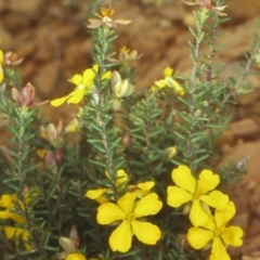 Hibbertia ericifolia subsp. ericifolia (A Guinea Flower) at Mongarlowe River - 26 Nov 1998 by BettyDonWood