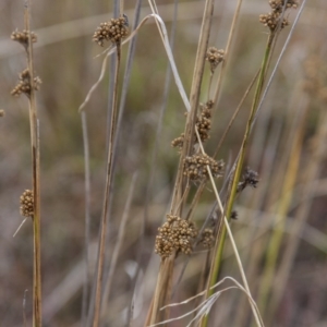 Juncus filicaulis at Dunlop, ACT - 14 Apr 2015 12:00 AM