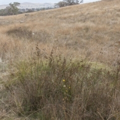 Juncus filicaulis at Dunlop, ACT - 14 Apr 2015 12:00 AM