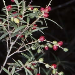 Leucopogon affinis (Lance Beard-heath) at Countegany, NSW - 10 Feb 1998 by BettyDonWood