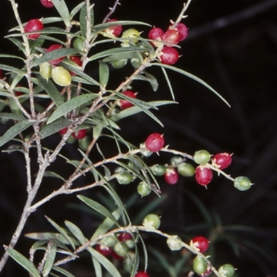 Leucopogon affinis (Lance Beard-heath) at Wadbilliga National Park - 10 Feb 1998 by BettyDonWood