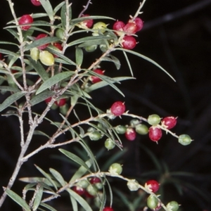 Leucopogon affinis at Countegany, NSW - 11 Feb 1998