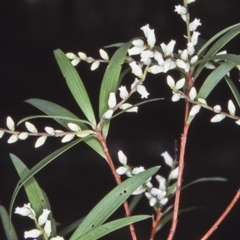 Leucopogon affinis (Lance Beard-heath) at Badja State Forest - 12 Oct 1997 by BettyDonWood