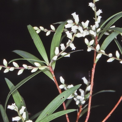 Styphelia affinis (Lance Beard-heath) at Countegany, NSW - 12 Oct 1997 by BettyDonWood