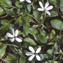 Lobelia surrepens (Mud Pratia) at Glen Allen, NSW - 11 Jan 1998 by BettyDonWood