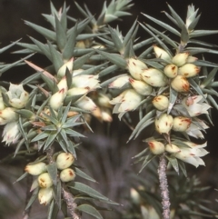 Melichrus urceolatus (Urn Heath) at Mongarlowe, NSW - 6 Aug 1997 by BettyDonWood