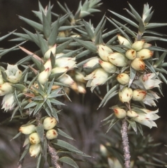 Melichrus urceolatus (Urn Heath) at QPRC LGA - 5 Aug 1997 by BettyDonWood