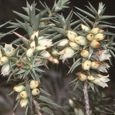 Melichrus urceolatus (Urn Heath) at Mongarlowe, NSW - 6 Aug 1997 by BettyDonWood