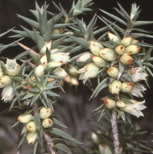 Melichrus urceolatus at Mongarlowe, NSW - 6 Aug 1997