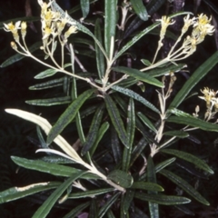 Olearia alpicola (Alpine Daisy Bush) at Nungatta, NSW - 10 Dec 1997 by BettyDonWood