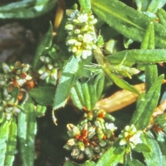 Persicaria prostrata (Creeping Knotweed) at Nerriga, NSW - 22 Feb 1998 by BettyDonWood