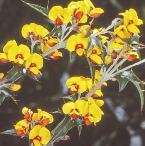 Podolobium ilicifolium (Andrews) Crisp at Budawang, NSW - 6 Nov 1997