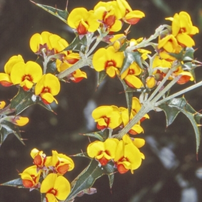 Podolobium ilicifolium (prickly shaggy-pea) at Budawang, NSW - 6 Nov 1997 by BettyDonWood