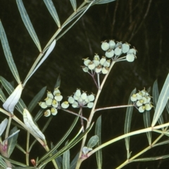 Polyscias sambucifolia subsp. Short leaflets (V.Stajsic 196) Vic. Herbarium (Elderberry Panax, Ornamental Ash, Elderberry Ash) at Wadbilliga National Park - 10 Feb 1998 by BettyDonWood