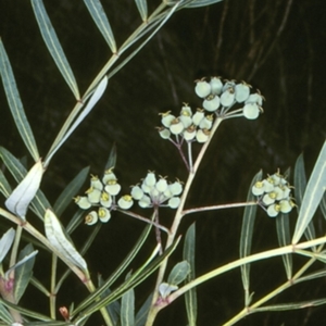 Polyscias sambucifolia subsp. Short leaflets (V.Stajsic 196) Vic. Herbarium at Brogo, NSW - 11 Feb 1998
