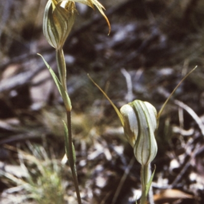 Diplodium ampliatum (Large Autumn Greenhood) at Bungonia, NSW - 4 Mar 1999 by BettyDonWood