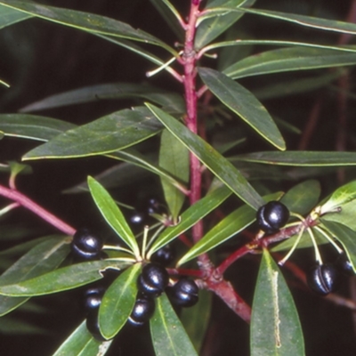 Tasmannia lanceolata (Mountain Pepper) at QPRC LGA - 3 Jul 1998 by BettyDonWood