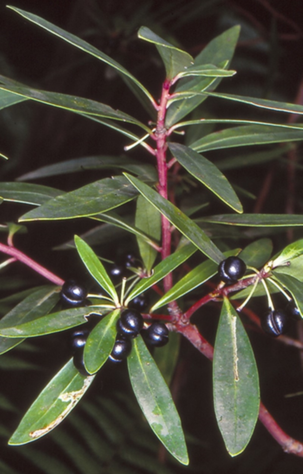 Tasmannia lanceolata at Buckenbowra, NSW - 4 Jul 1998