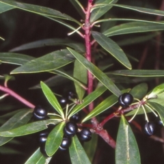 Tasmannia lanceolata (Mountain Pepper) at Mongarlowe River - 3 Jul 1998 by BettyDonWood