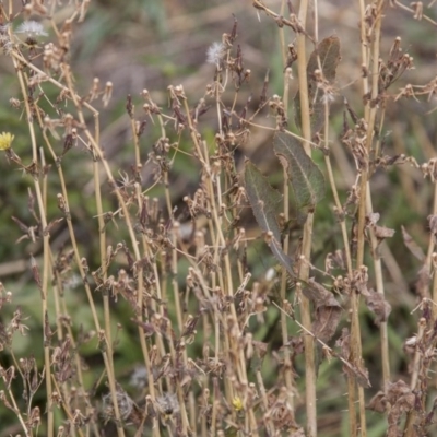 Lactuca serriola f. serriola (Prickly Lettuce) at The Pinnacle - 14 Apr 2015 by RussellB