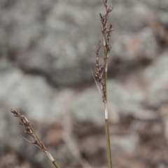 Lepidosperma laterale (Variable Sword Sedge) at The Pinnacle - 13 Apr 2015 by RussellB