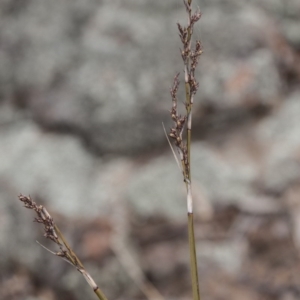 Lepidosperma laterale at The Pinnacle - 14 Apr 2015 12:00 AM