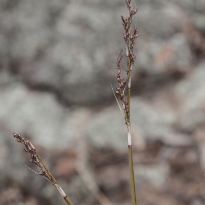 Lepidosperma laterale (Variable Sword Sedge) at The Pinnacle - 14 Apr 2015 by RussellB