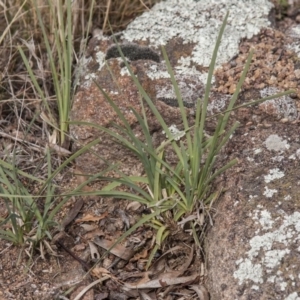 Lomandra filiformis subsp. coriacea at The Pinnacle - 14 Apr 2015